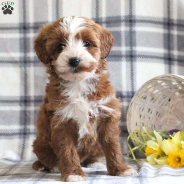 Kimberly, Mini Goldendoodle Puppy