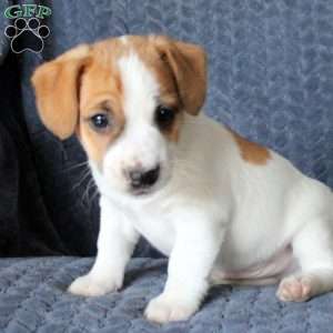 Greenfield puppies jack store russell