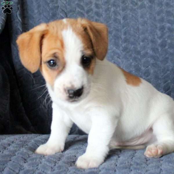 King, Jack Russell Terrier Puppy