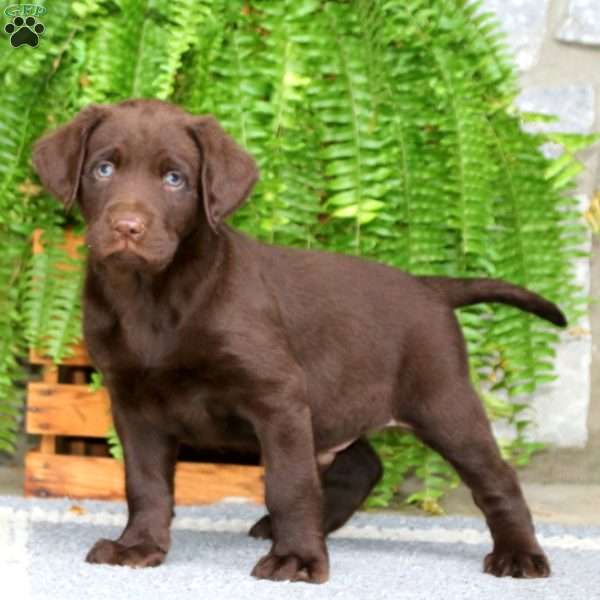 Kip, Chocolate Labrador Retriever Puppy