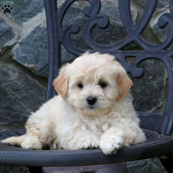 Kipper, Mini Goldendoodle Puppy