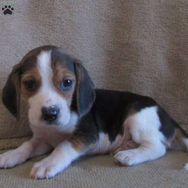 Kipton, Beagle Mix Puppy