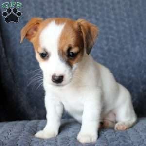 Greenfield puppies jack store russell