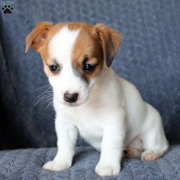 Krystal, Jack Russell Terrier Puppy