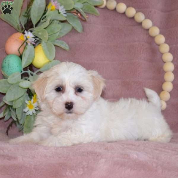 Lacy, Havanese Puppy