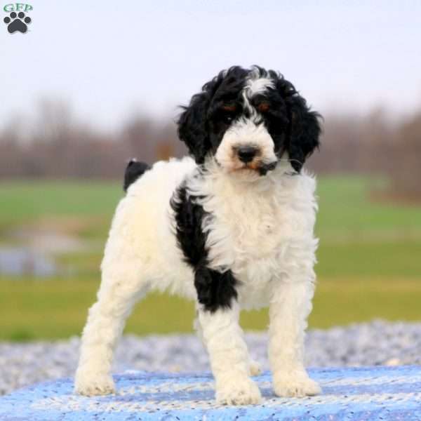 Lacy – Moyen, Miniature Poodle Puppy