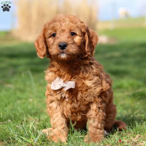 Lager, Mini Goldendoodle Puppy
