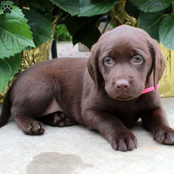 Laila, Chocolate Labrador Retriever Puppy