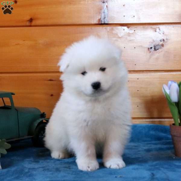 Laken, Samoyed Puppy