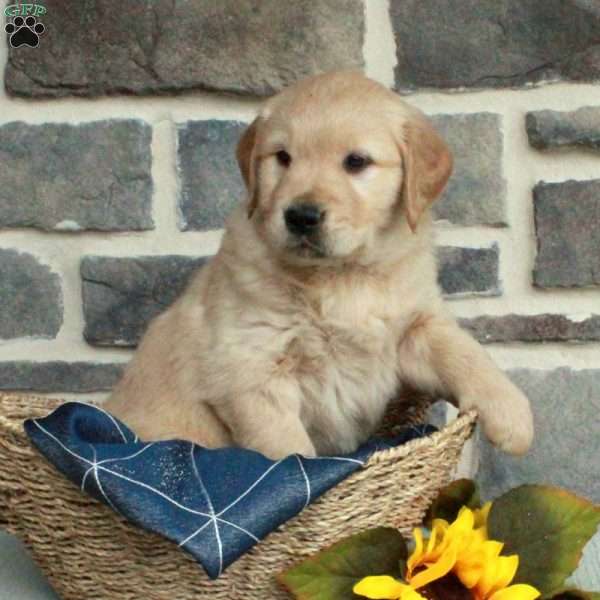 Landon, Golden Retriever Puppy