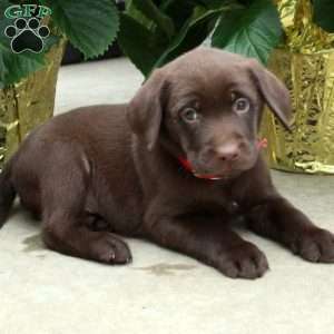 Larry, Chocolate Labrador Retriever Puppy