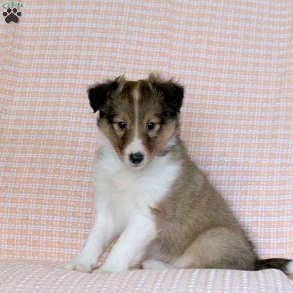 Lassie, Sheltie Puppy