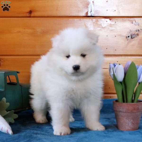 Laurel, Samoyed Puppy