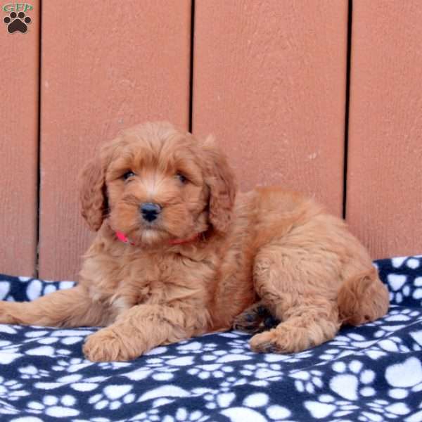 Layla, Mini Goldendoodle Puppy