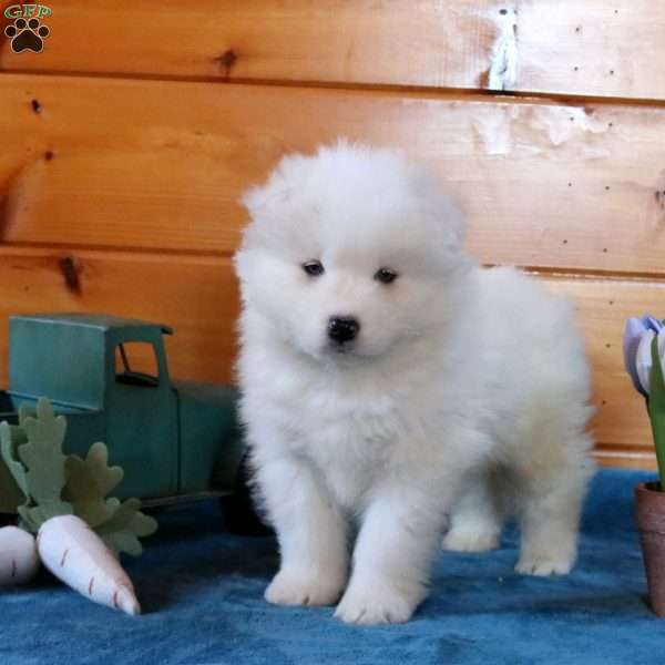 Leo, Samoyed Puppy