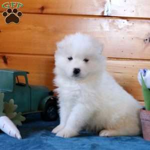 Leo, Samoyed Puppy