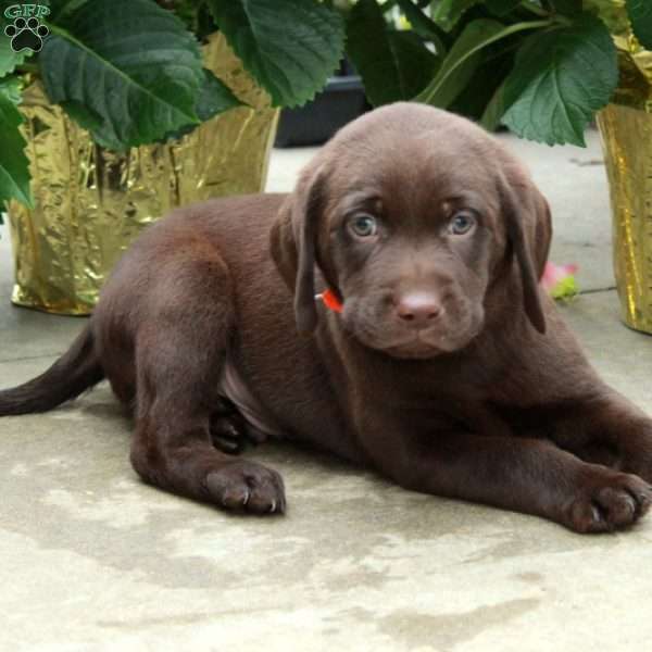 Leslie, Chocolate Labrador Retriever Puppy