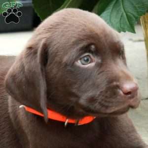 Leslie, Chocolate Labrador Retriever Puppy