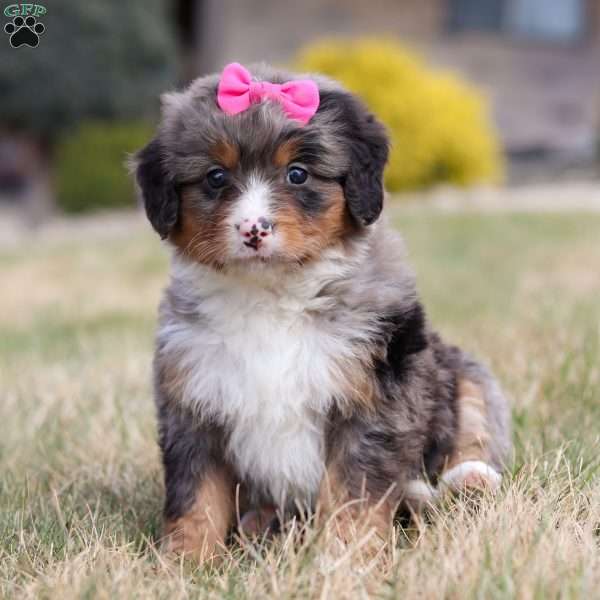 Lexie, Mini Bernedoodle Puppy