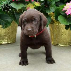 Liam, Chocolate Labrador Retriever Puppy