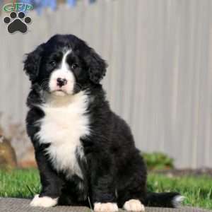 Lill, Bernedoodle Puppy