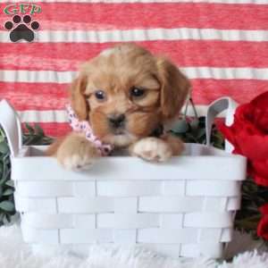 Lillian, Miniature Poodle Mix Puppy