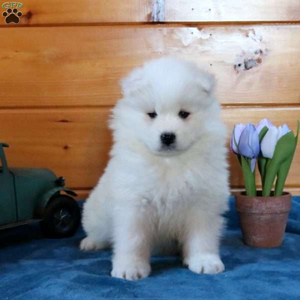 Lillian, Samoyed Puppy