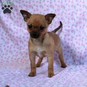 Chiwawa dogs hot sale for sale