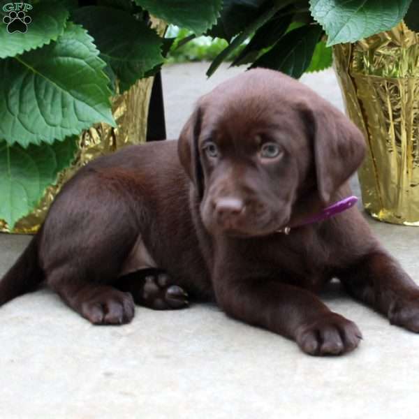 Lilly, Chocolate Labrador Retriever Puppy