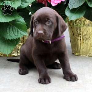 Lilly, Chocolate Labrador Retriever Puppy
