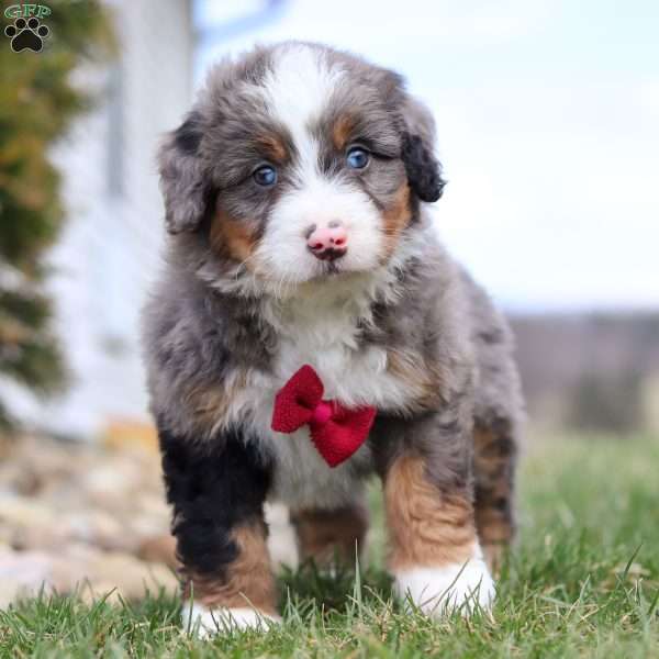 Lincoln, Mini Bernedoodle Puppy