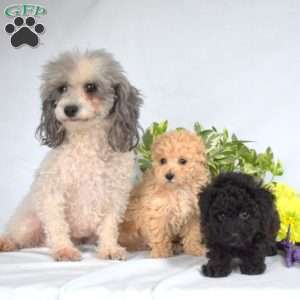 Shadow, Toy Poodle Puppy