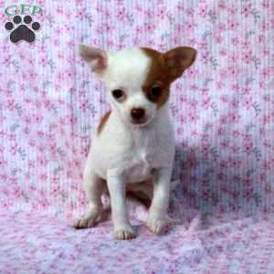 Liz, Chihuahua Puppy