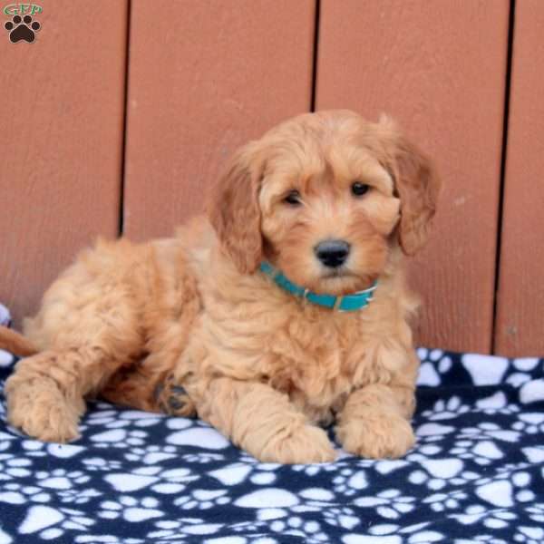 Logan, Mini Goldendoodle Puppy