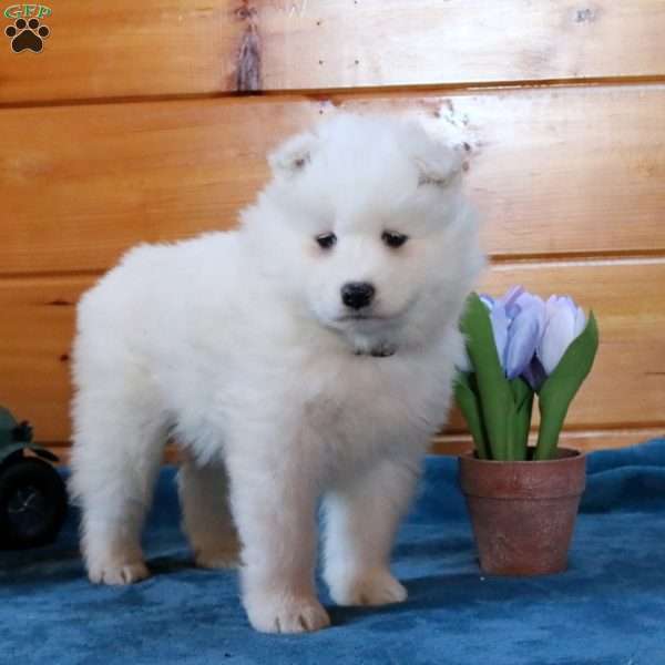 Lola, Samoyed Puppy