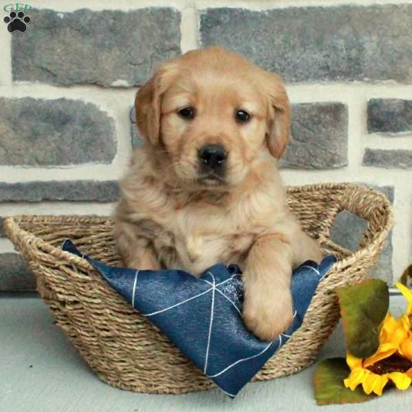 Lonnie, Golden Retriever Puppy