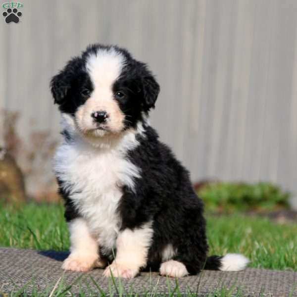 Lonnie, Bernedoodle Puppy