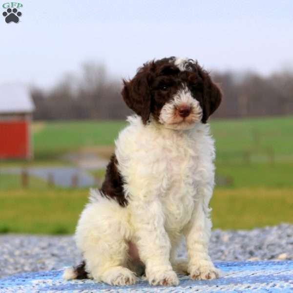 Lonnie – Moyen, Miniature Poodle Puppy