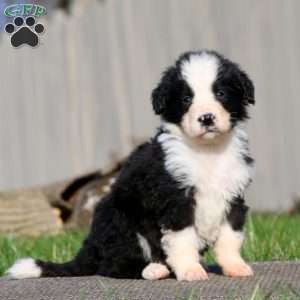 Lonnie, Bernedoodle Puppy