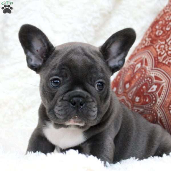 Louie, Frenchton Puppy