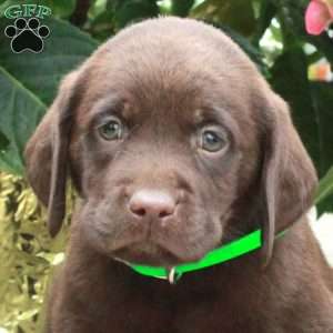 Louis, Chocolate Labrador Retriever Puppy