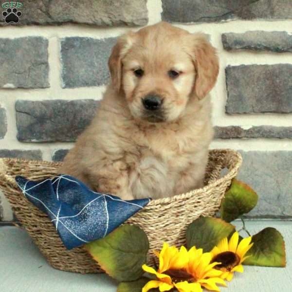 Loyal, Golden Retriever Puppy