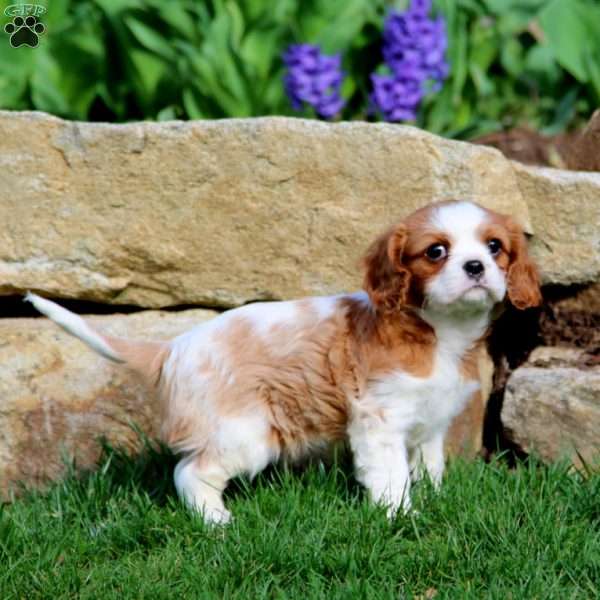 Loyal, Cavalier King Charles Spaniel Puppy