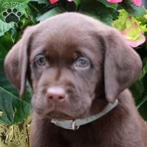 Luca, Chocolate Labrador Retriever Puppy