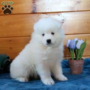 Lucas, Samoyed Puppy