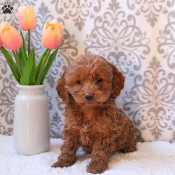Lucy, Cockapoo Puppy