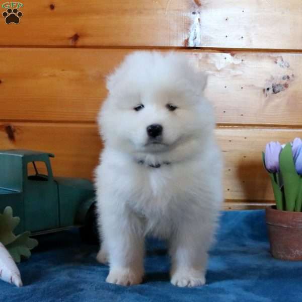 Lucy, Samoyed Puppy