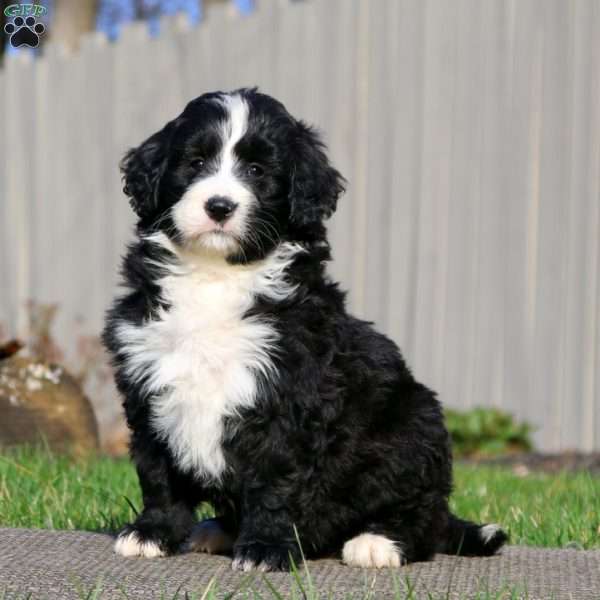 Lucy, Bernedoodle Puppy
