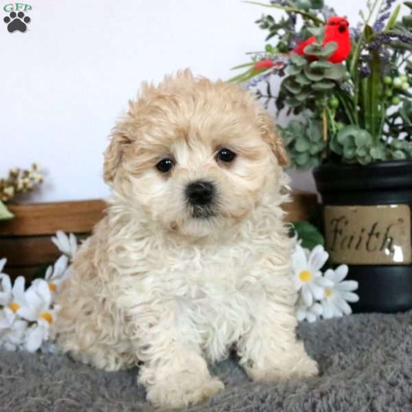 Lucy, Maltipoo Puppy