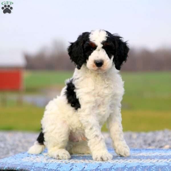 Luke – Moyen, Miniature Poodle Puppy